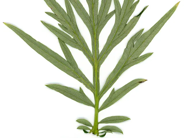 Ngải cứu
